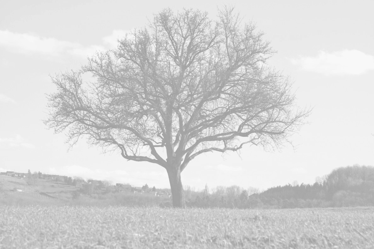 Hintergrund: Baum-x.JPG